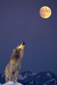 wolves-howling-at-moon-1