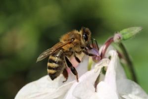 Plant a honey bee-friendly garden