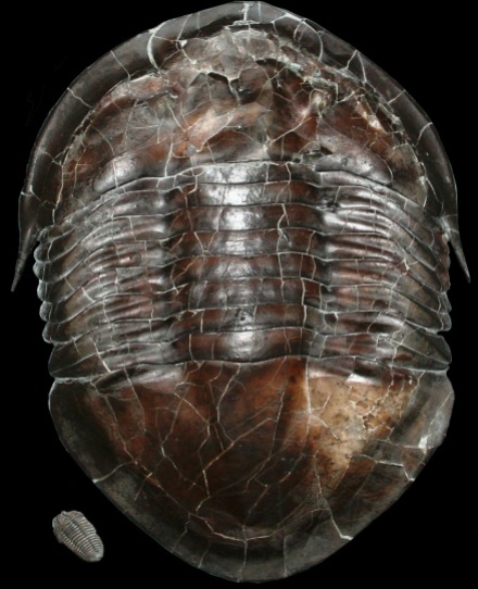 Trilobite Fossil, Dayton Society of Natural History